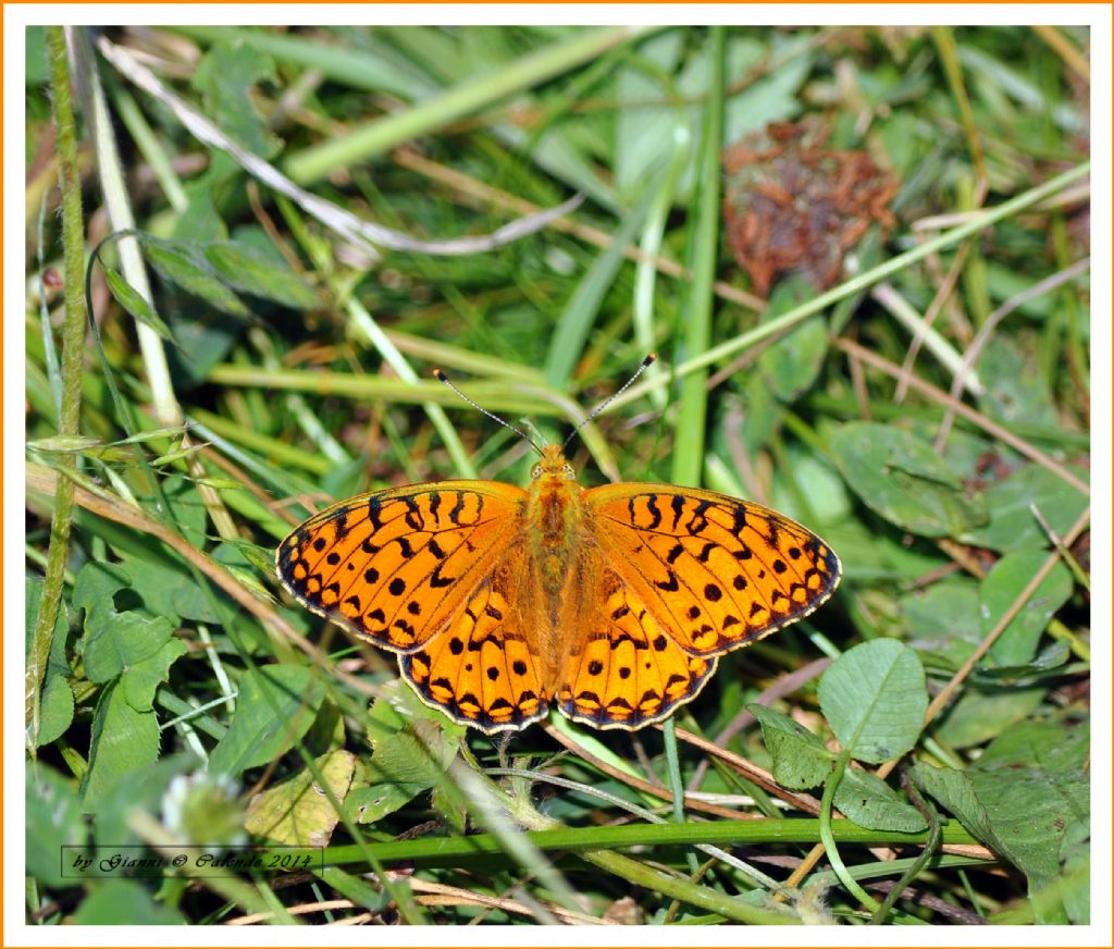 Argynnis aglaja ♂??